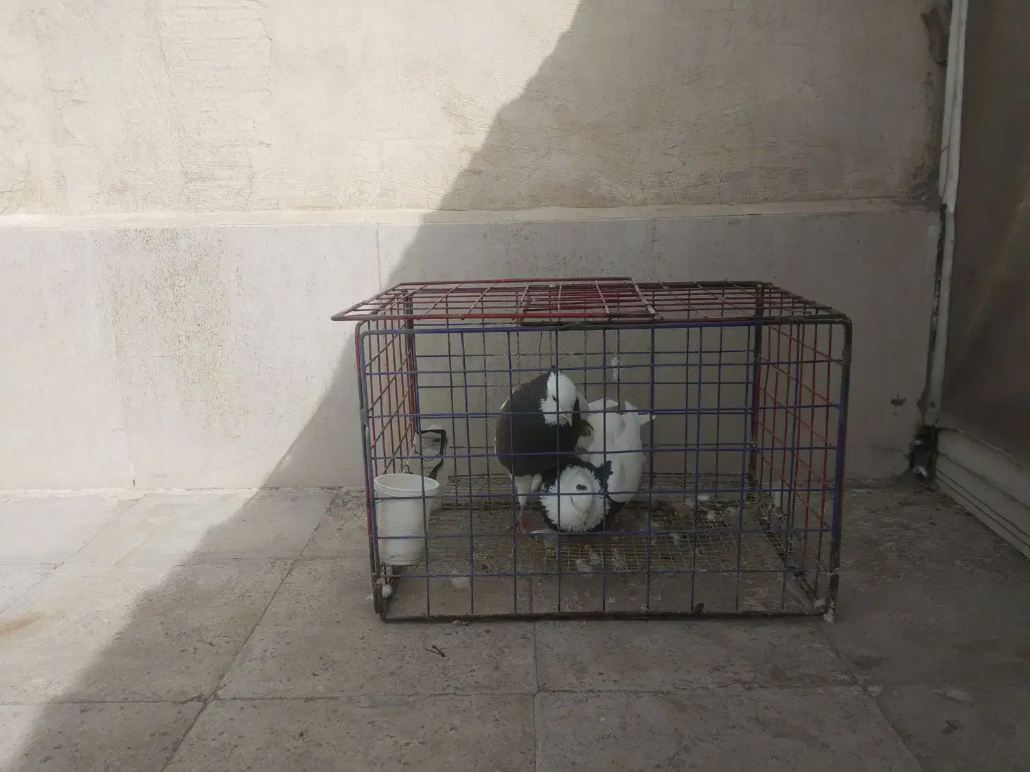 کبوتر طوقی|پرنده|مشهد, فاطمیه|دیوار