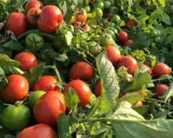 گوجه فرنگی|عمده‌فروشی|بم, |دیوار