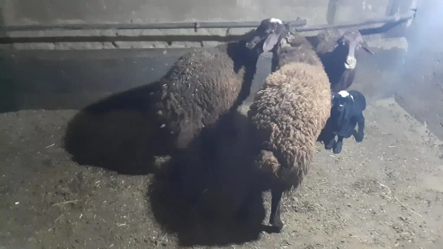 بره چاق دو عدد|حیوانات مزرعه|خنجین, |دیوار