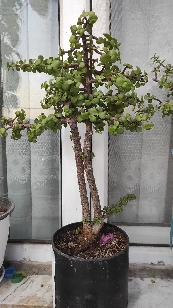 گل ناز،بیدی،بن سای ،کاکتوس صخره،آلوئه ورا|گل و گیاه طبیعی|تهران, کرمان|دیوار