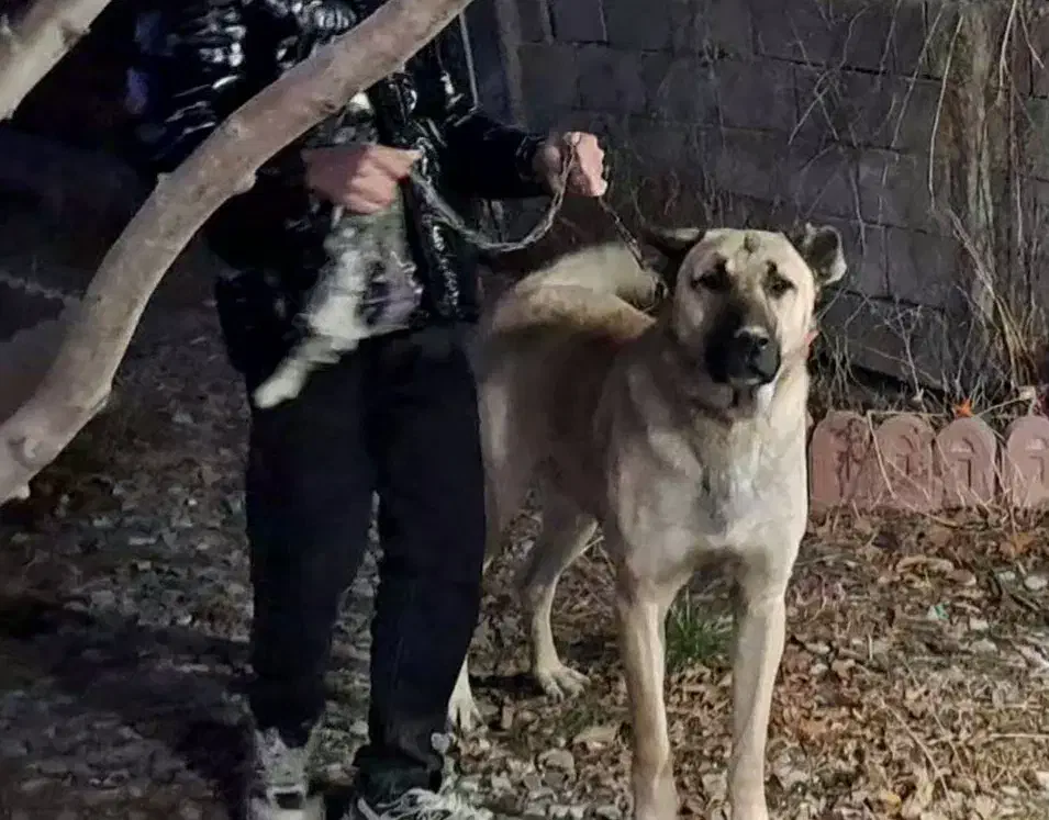 واگذاری سرابی|سگ|صوفیان, |دیوار