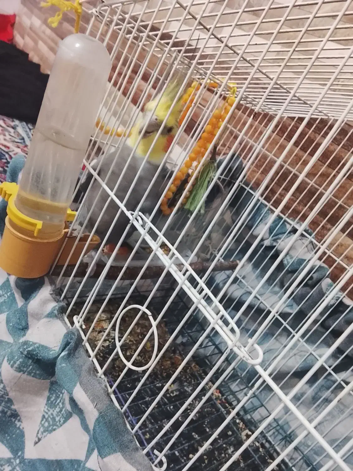 عروس هلندی نر|پرنده|بناب, |دیوار