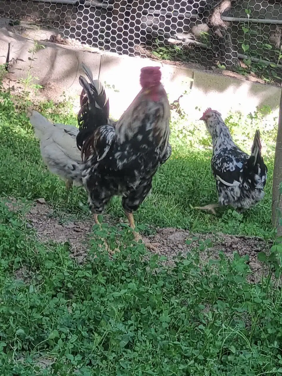 تخم مرغ|حیوانات مزرعه|ابریشم, |دیوار