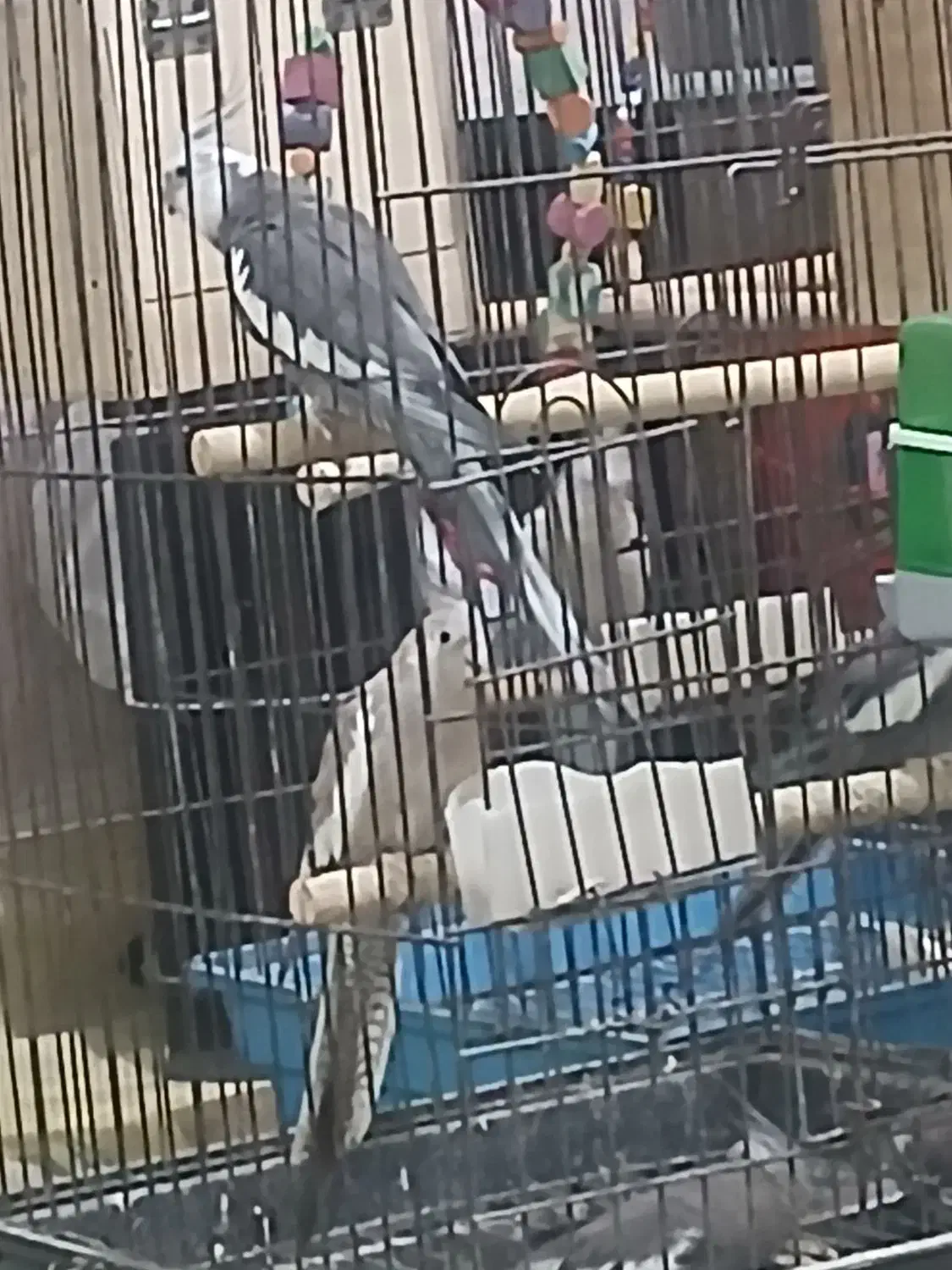 تعدادی عروس هلندی|پرنده|قشم, |دیوار