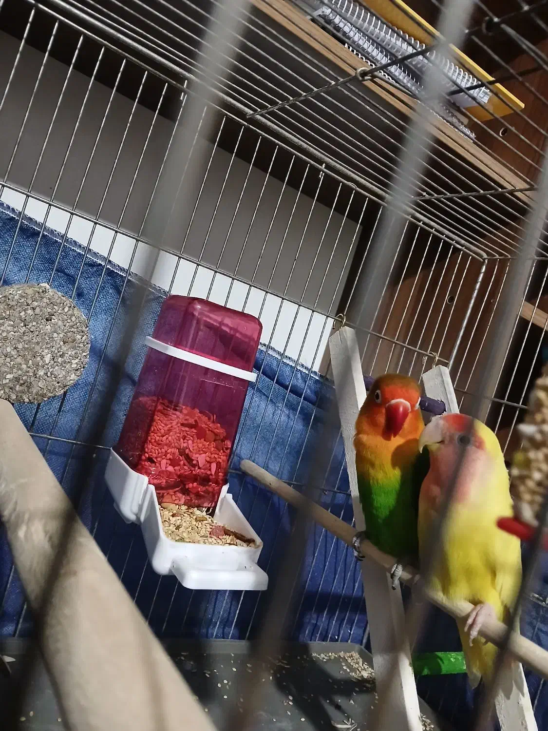 کوتوله برزیلی|پرنده|فولادشهر, B2|دیوار