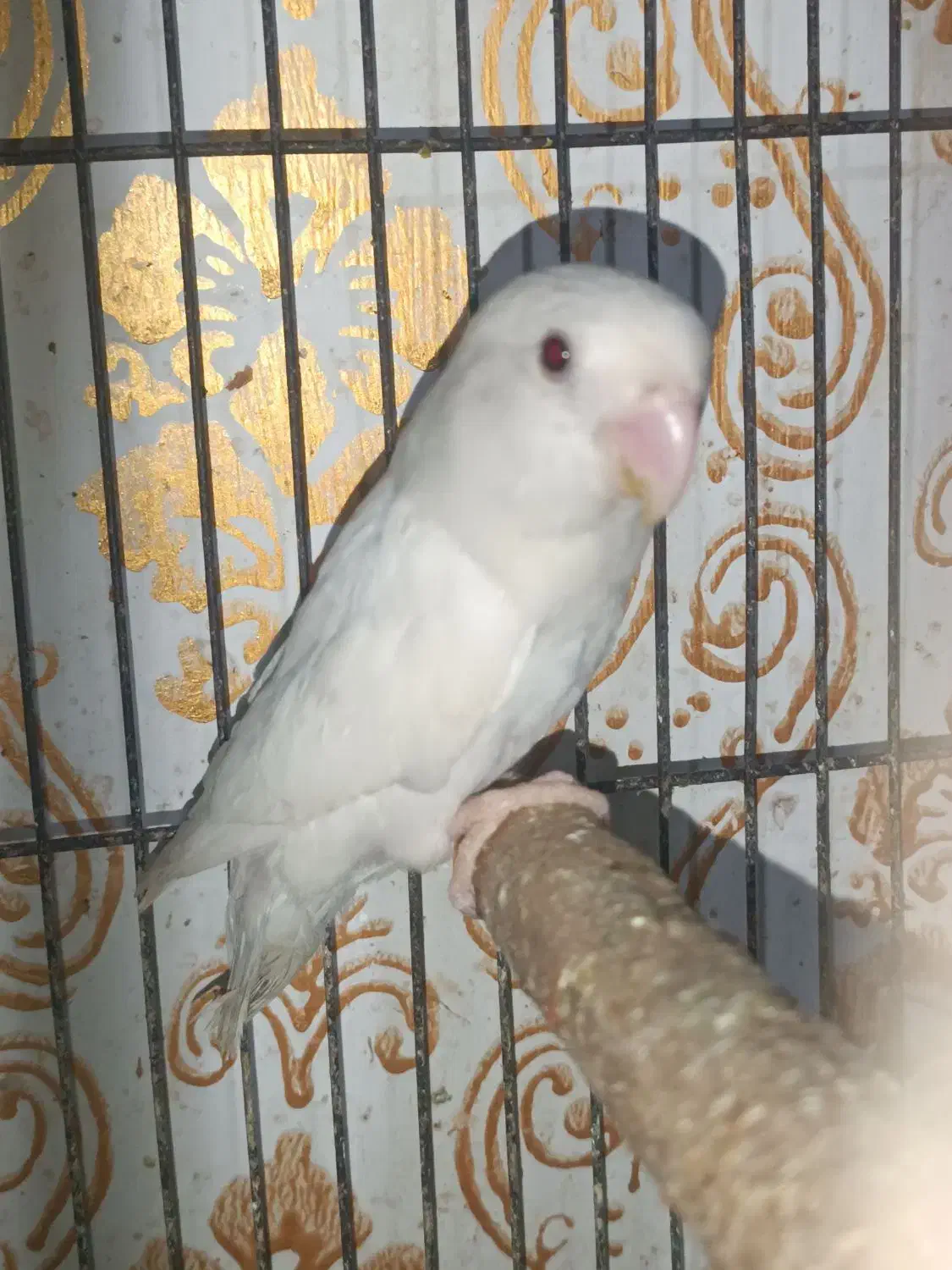 طوطی برزیلی آلبینو ماده|پرنده|اهواز, کوی رمضان|دیوار