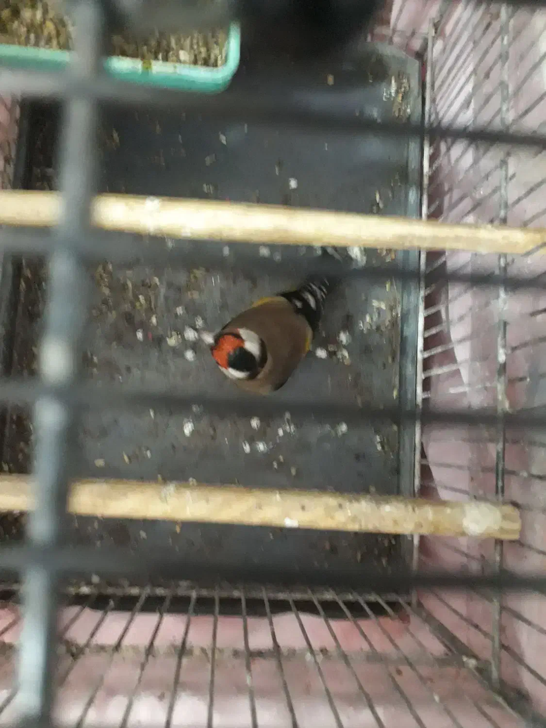 نرقشنگ|پرنده|سردشت, |دیوار