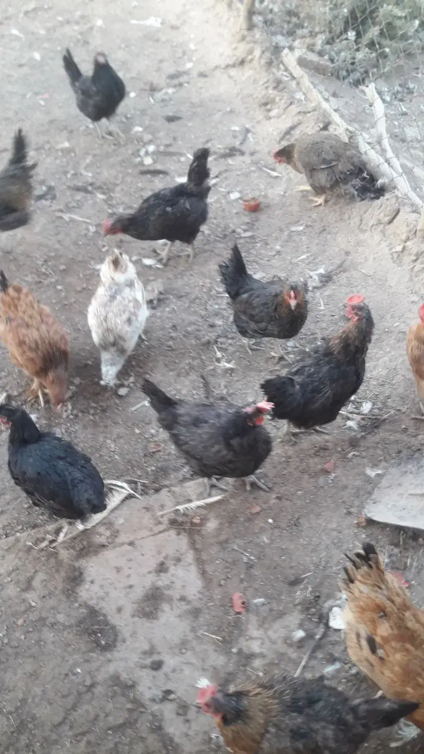 مرغ و خروس|حیوانات مزرعه|قم, پردیسان|دیوار