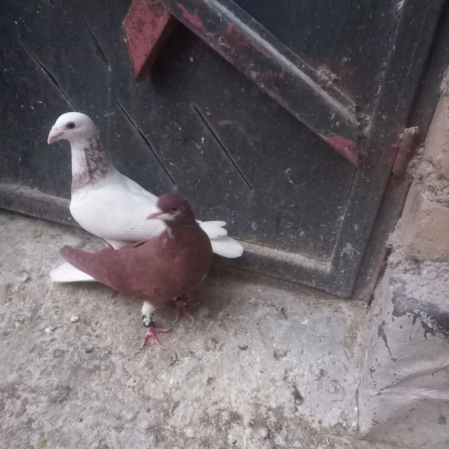 کبوتر|پرنده|شیراز, آزادگان|دیوار