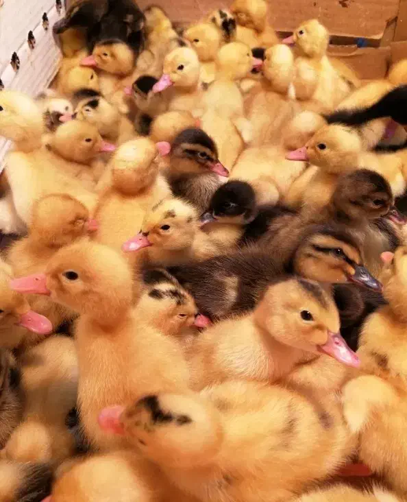 اردک ۴۵تومن|حیوانات مزرعه|هندیجان, |دیوار