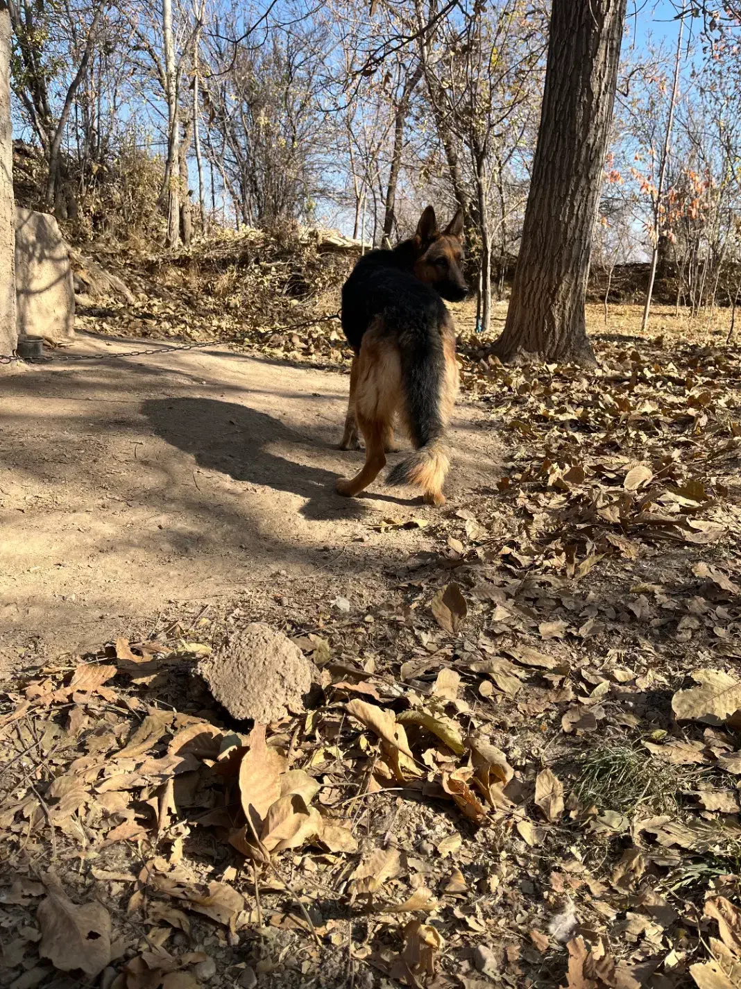 ژرمن مناسب برای باغ و ویلا|سگ|خرمدره, |دیوار