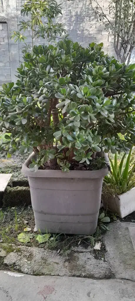 گل ثروت|گل و گیاه طبیعی|رودبنه, |دیوار