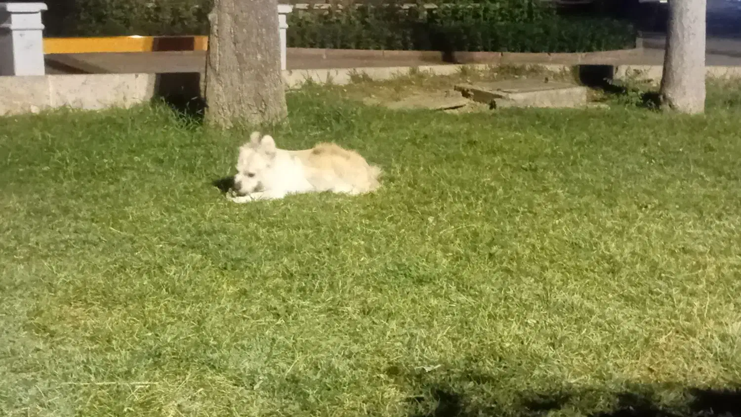 گمشده|حیوانات|اراک, |دیوار