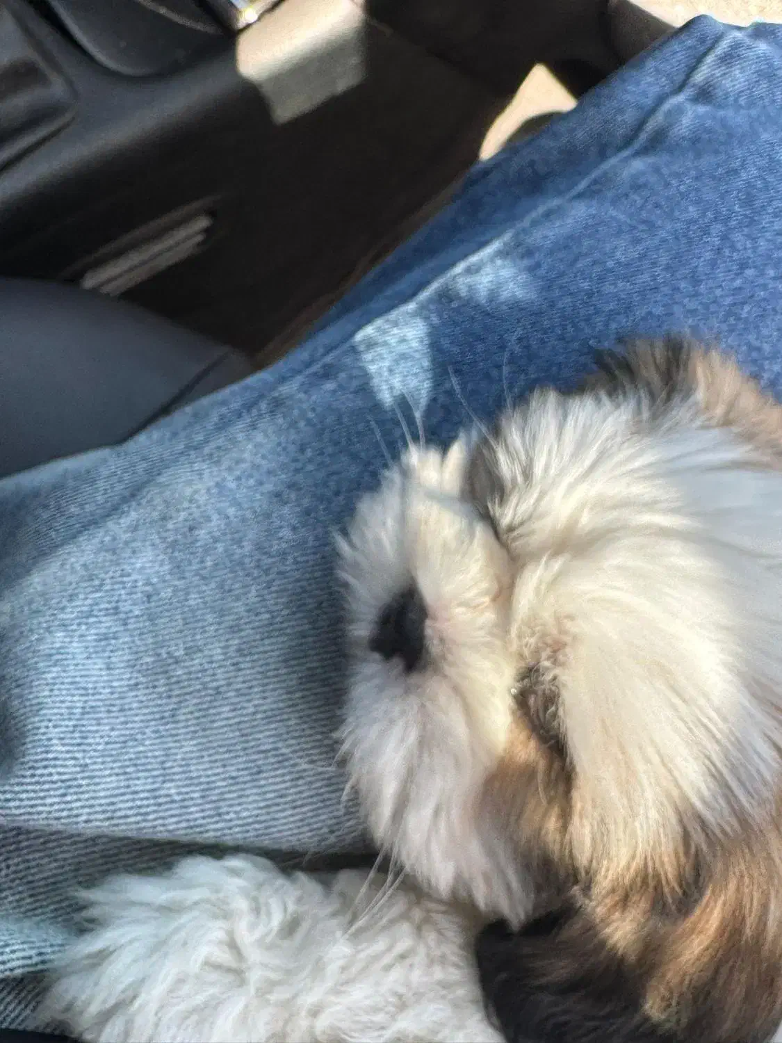 سگ مالتیز سفید|سگ|سیرجان, |دیوار