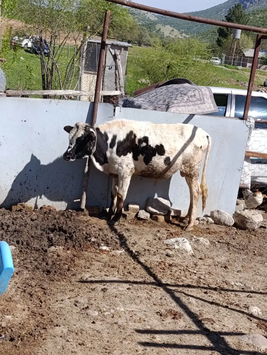 دام|حیوانات مزرعه|خرم‌آباد, |دیوار