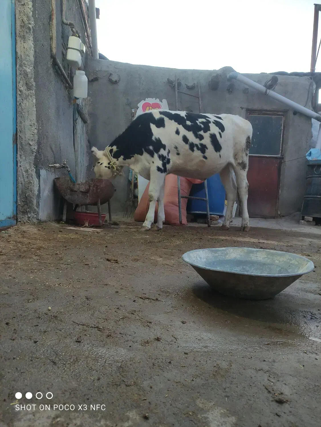 گاو  .گوساله  پروری بهترین خوراک گوشتی مال قصاب|حیوانات مزرعه|تبریز, |دیوار