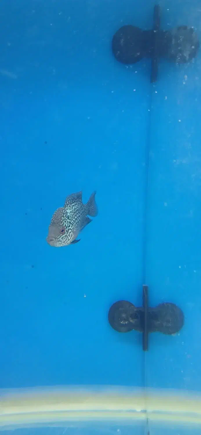 ماهی فلاور فروش فوری|ماهی|زنجان, |دیوار