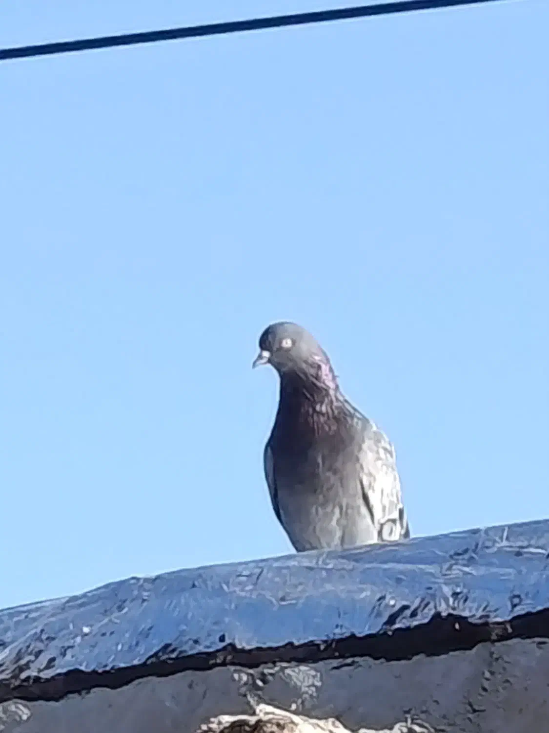 کفتر غریب|پرنده|مشگین شهر, |دیوار