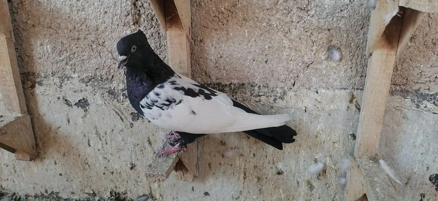 کبوتر یا کفتر بهبانی سینه ماده|پرنده|مرودشت, بهارستان|دیوار