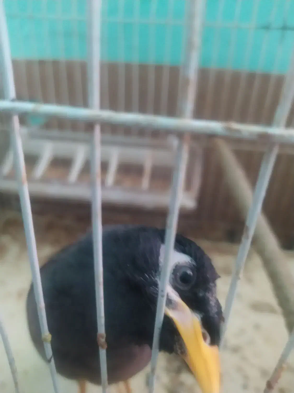 مرغ مینا اشتی|پرنده|لوداب, |دیوار