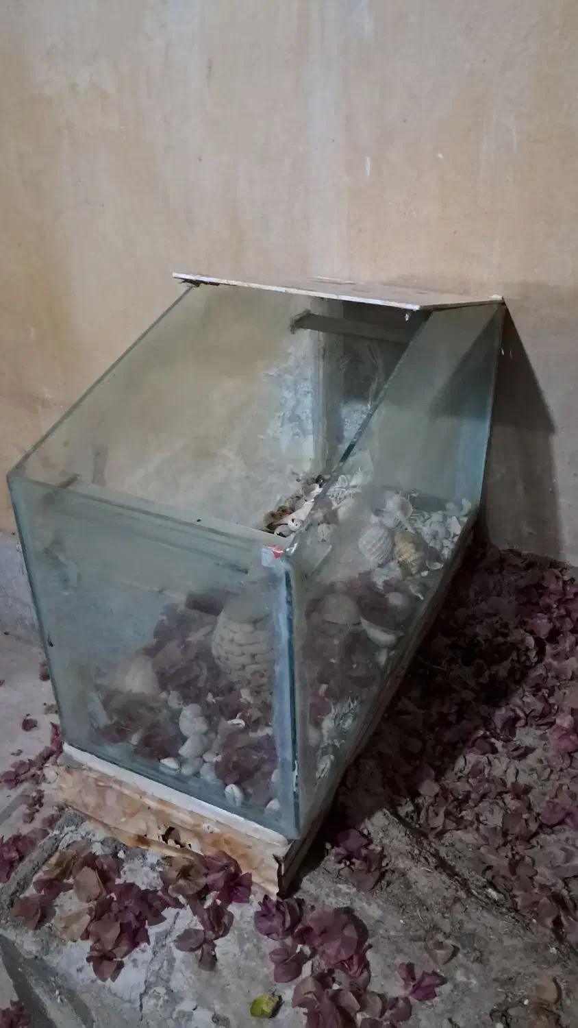 اکواریوم سالم|ماهی|کنارک, |دیوار