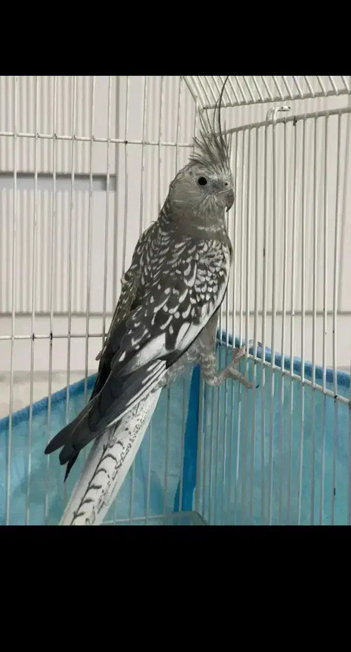 عروس هلندی|پرنده|بهبهان, |دیوار