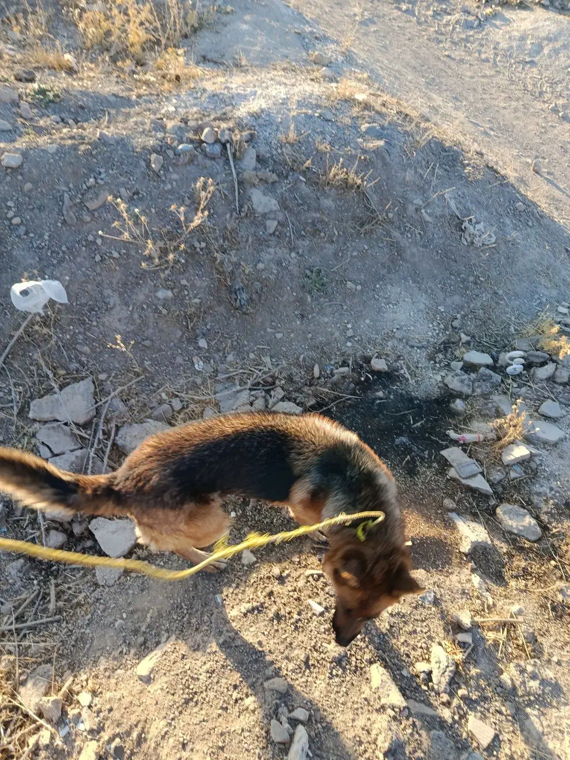 سگ ژرمن باهوش و با ادب حرف گوش کن قیم7|سگ|نورآباد, |دیوار