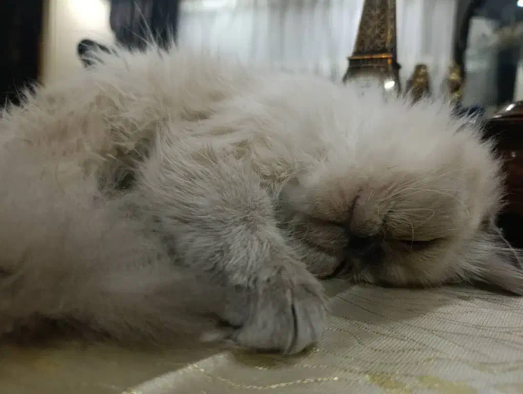 فروش گربه پرشین هیمالین|گربه|تبریز, |دیوار