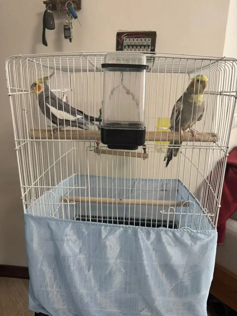 یک جفت عروس هلندی با قفس و پایه قفس|پرنده|ری, جوانمرد قصاب|دیوار