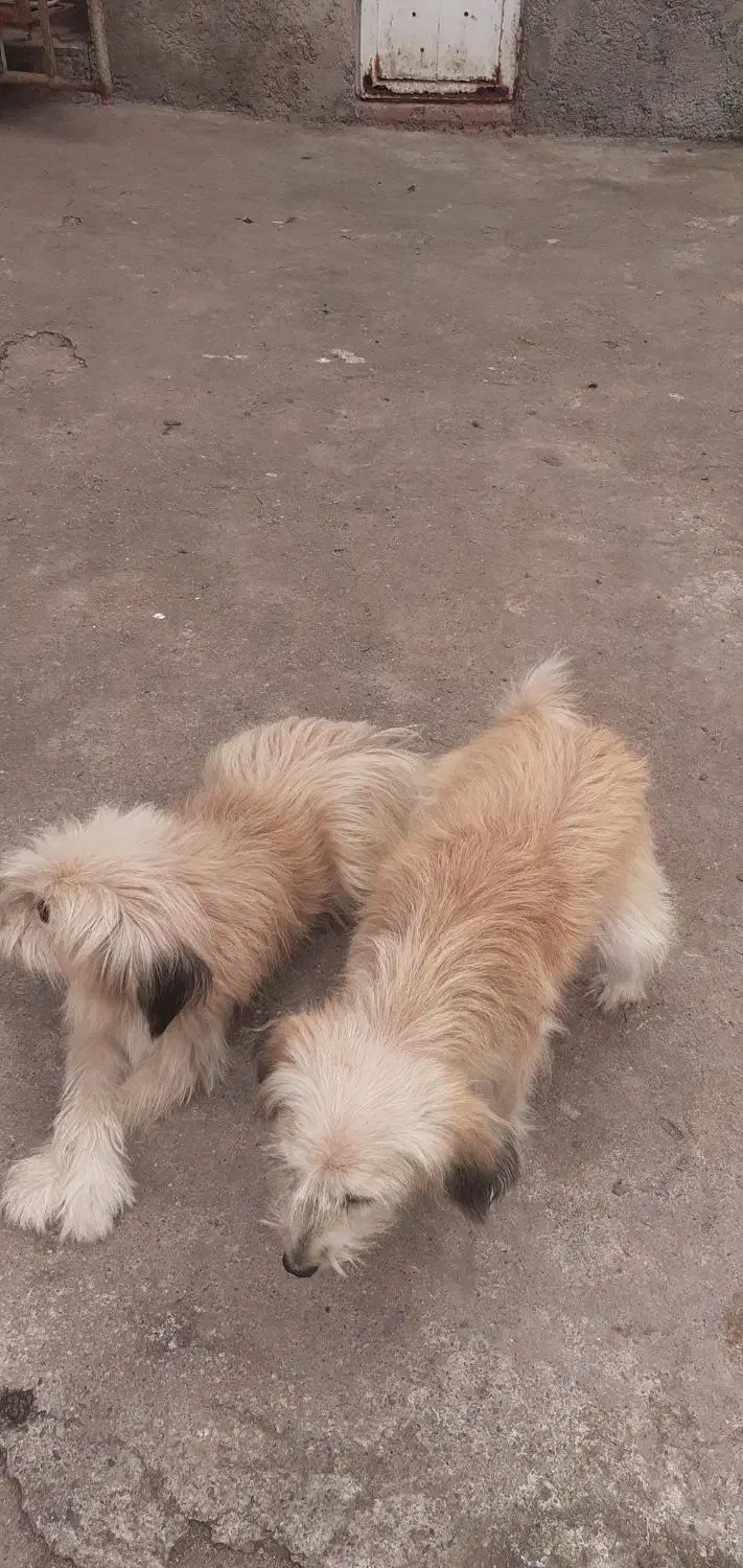 واگزاری نگهدادی سگهای پاکوتاه و پشمالو|سگ|سنگر, |دیوار