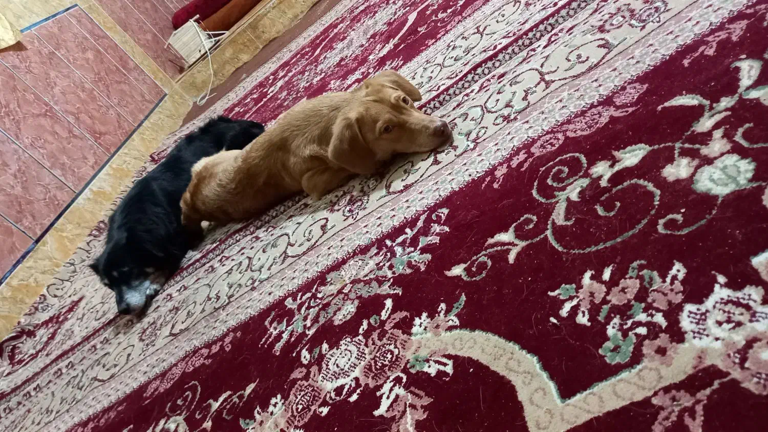 سگ اشپیترز|سگ|زاهدان, |دیوار