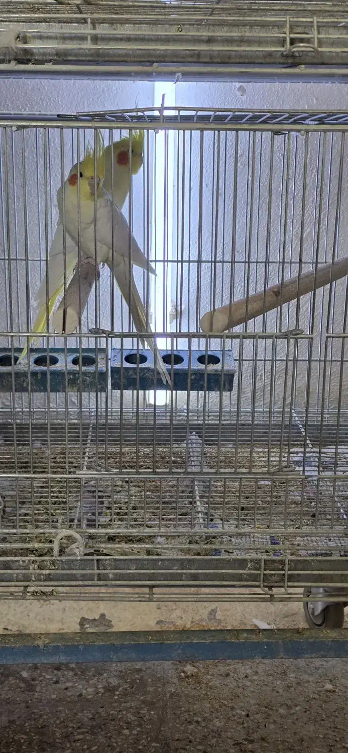 عروس هلندی مولدباآشیونه|پرنده|خمینی‌شهر, |دیوار