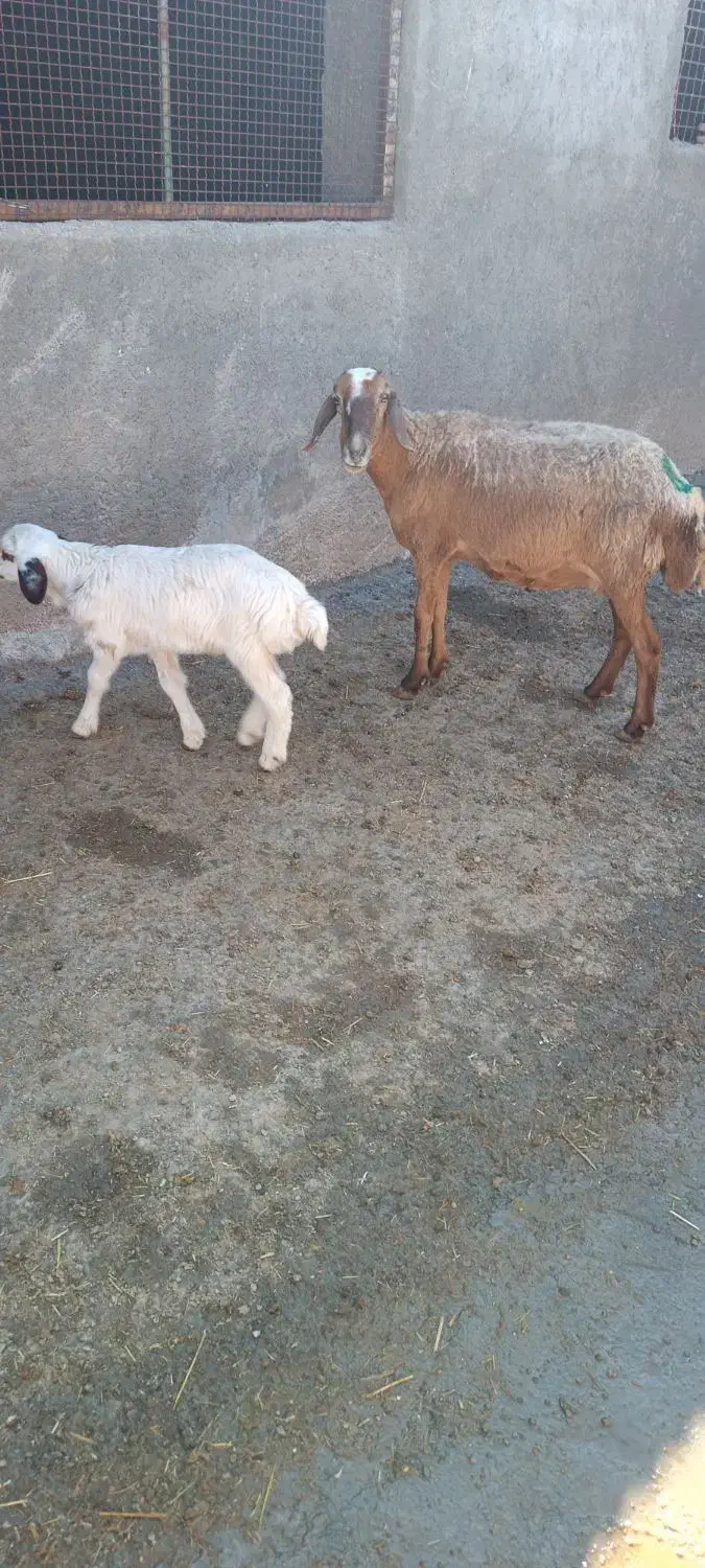 یک عدد میش بره نر|حیوانات مزرعه|کوهدشت, |دیوار