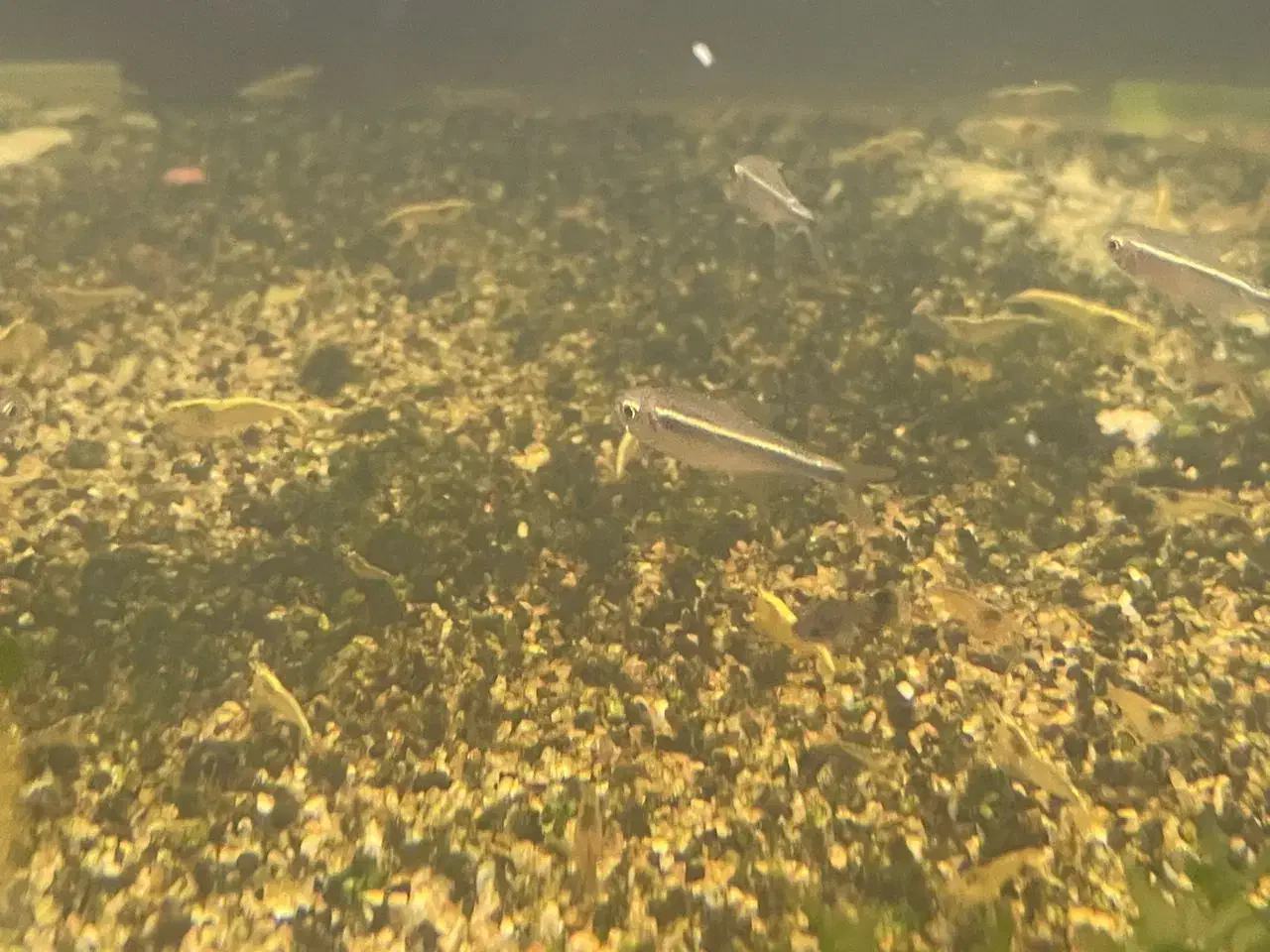 انواع تترا، میگو|ماهی|دوگنبدان, |دیوار