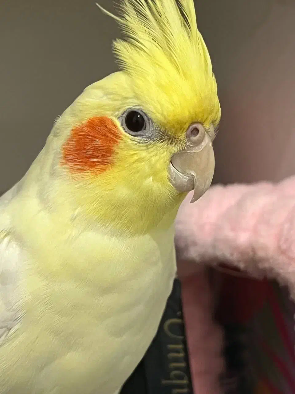 عروس هلندی گم شده|حیوانات|گنبد کاووس, |دیوار