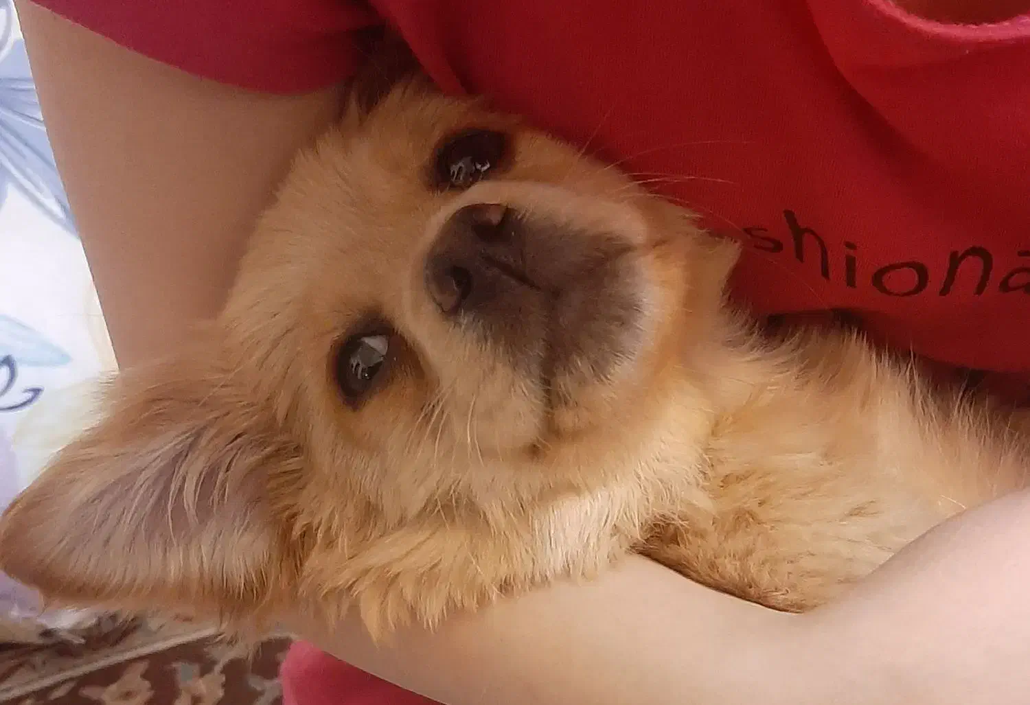 سگ کوچولو|سگ|اصفهان, شهرک امام خمینی|دیوار