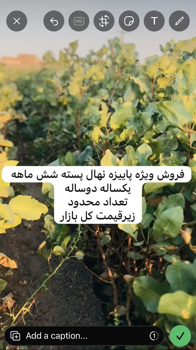 نهالستان پسته|خدمات باغبانی و درختکاری|تایباد, |دیوار