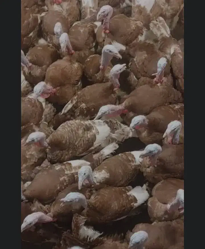 فروشی|حیوانات مزرعه|سرپل ذهاب, |دیوار