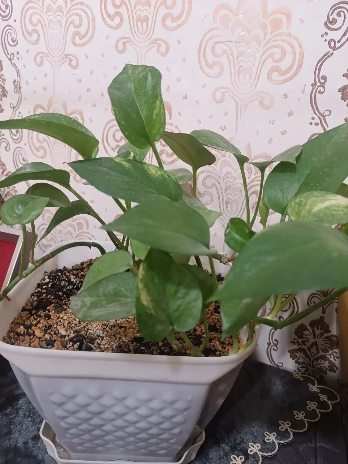 گمشده کیف گردنی|اشیا|زابل, |دیوار