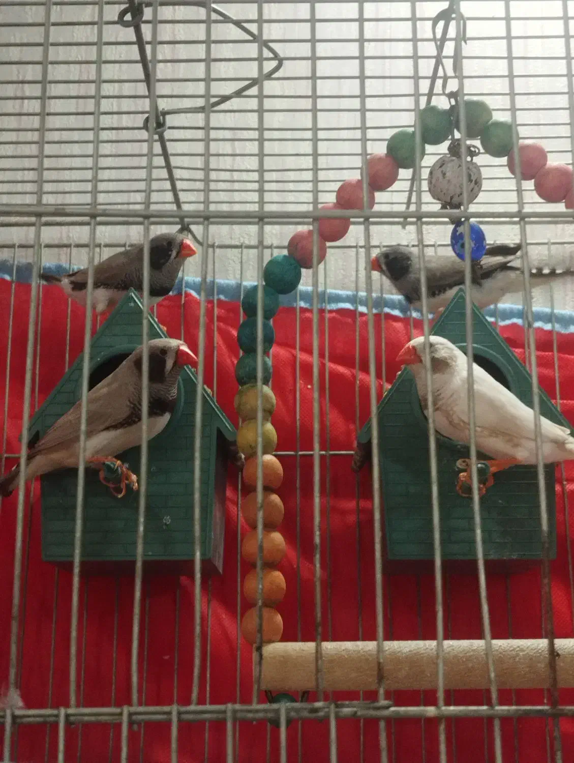 فنج لپ سیا|پرنده|کرج, مهرویلا جنوبی|دیوار