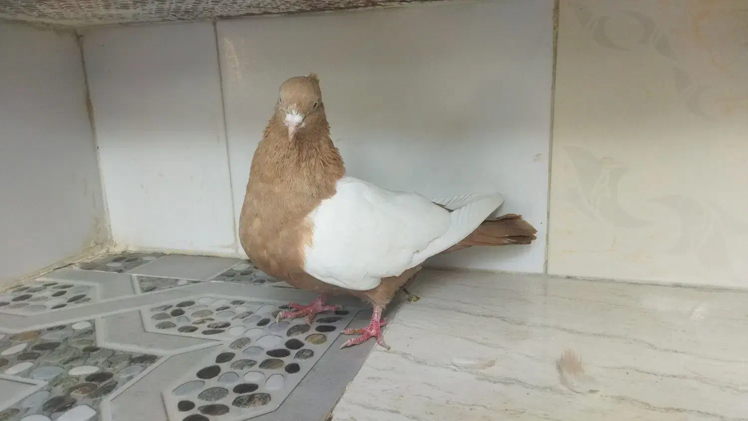 سینه ماده|پرنده|آشخانه, |دیوار