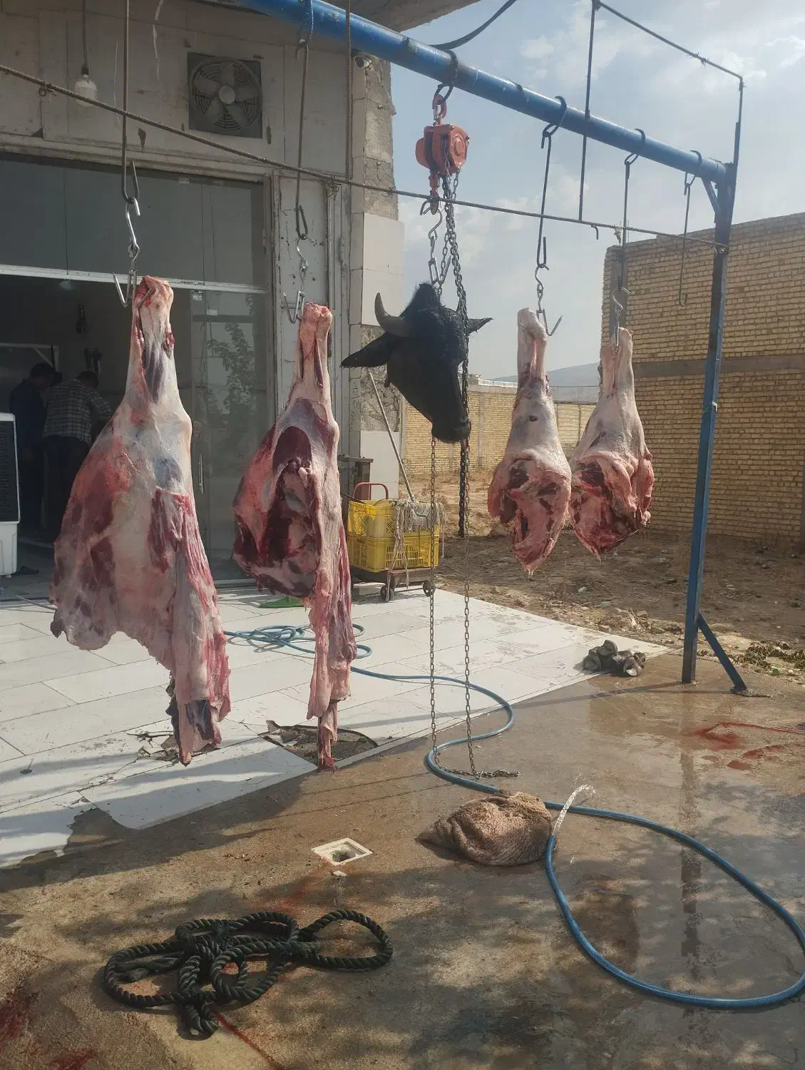 گوشت گاومیش|خوردنی و آشامیدنی|شیراز, ظفرآباد|دیوار