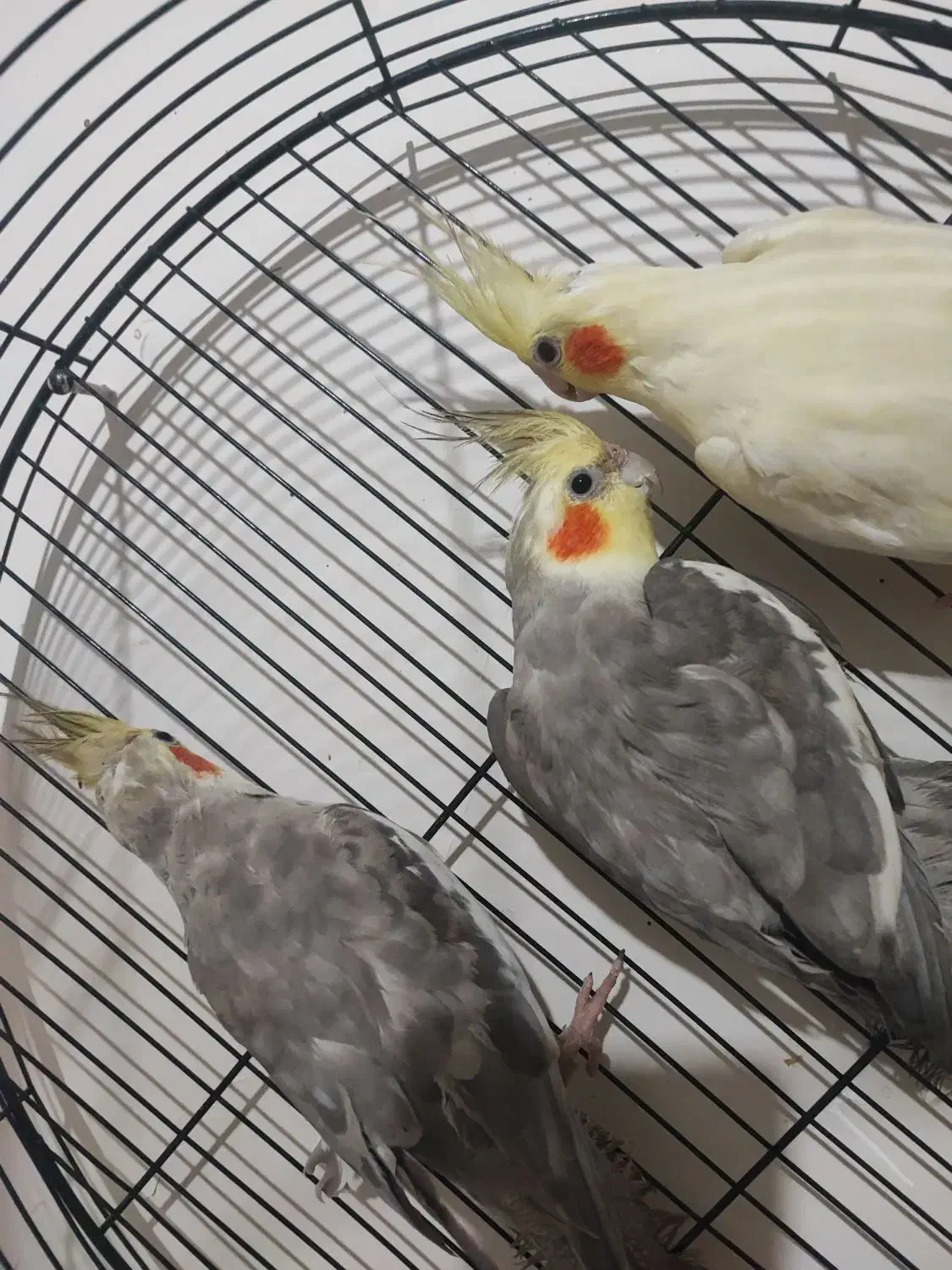 عروس هلندی 800|پرنده|دورود, |دیوار