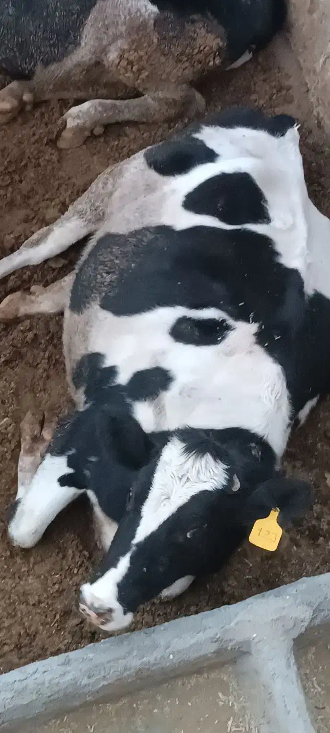 فروش ۴راس گاو شکم اول و آبستن|حیوانات مزرعه|بربرود, |دیوار