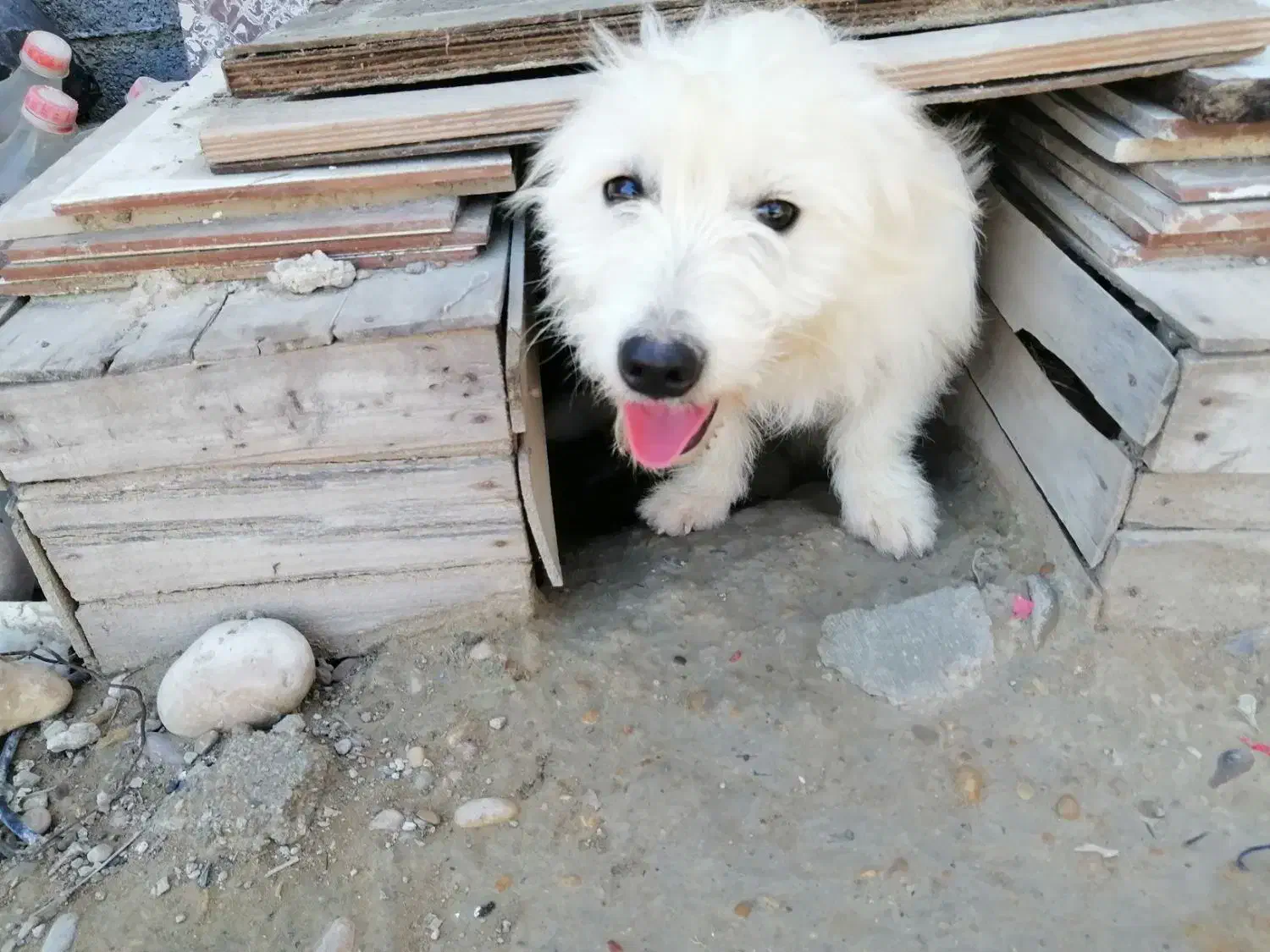 سگ.|سگ|برازجان, |دیوار