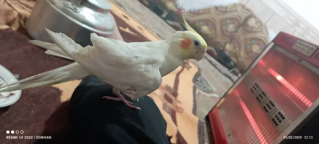 عروس هلندی گمشده|پرنده|زهک, |دیوار