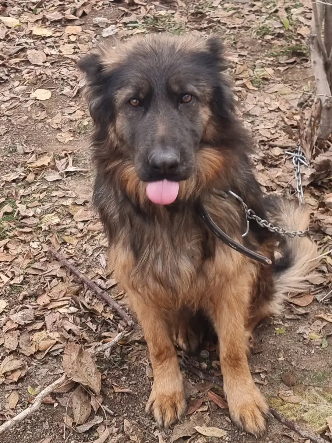 یک ژرمن زیبای مینیاتوری|سگ|ماهدشت, |دیوار