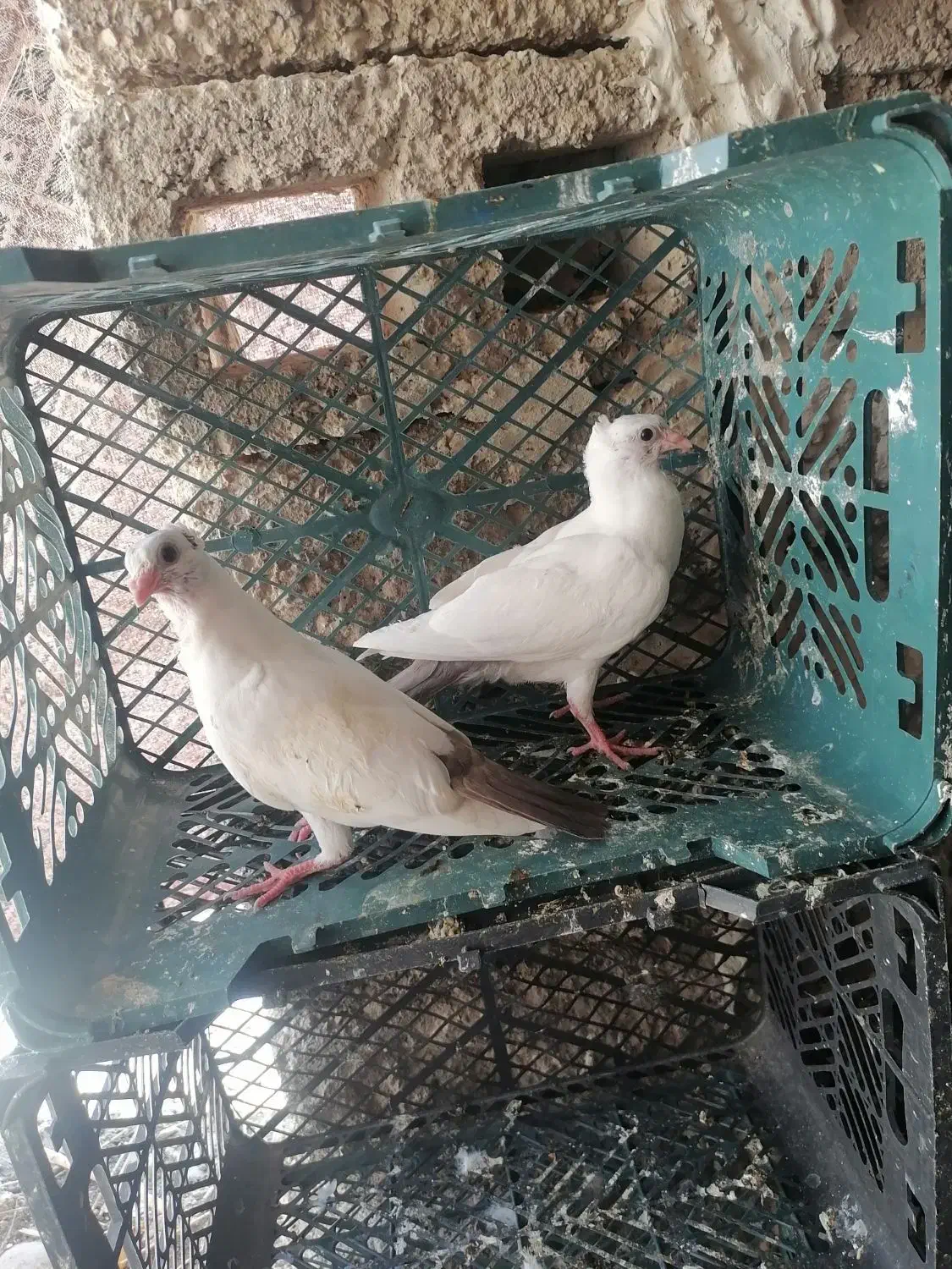 1300000|پرنده|رامهرمز, |دیوار