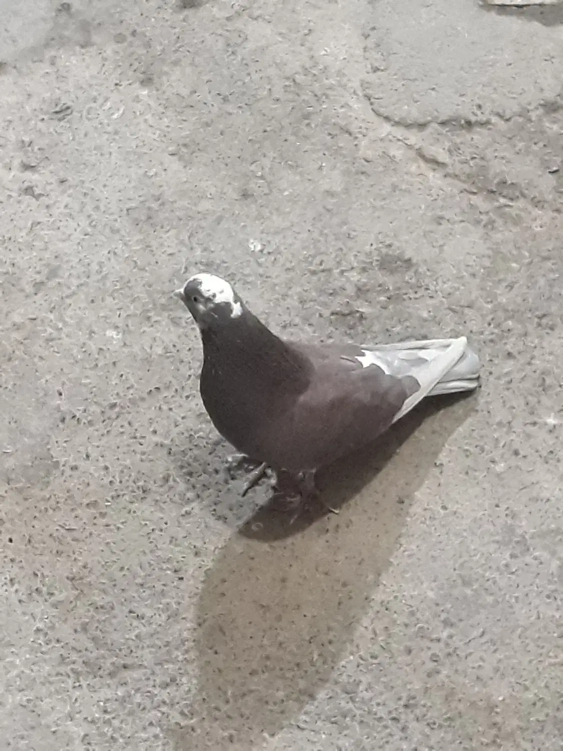 فروشی|پرنده|باغستان, |دیوار