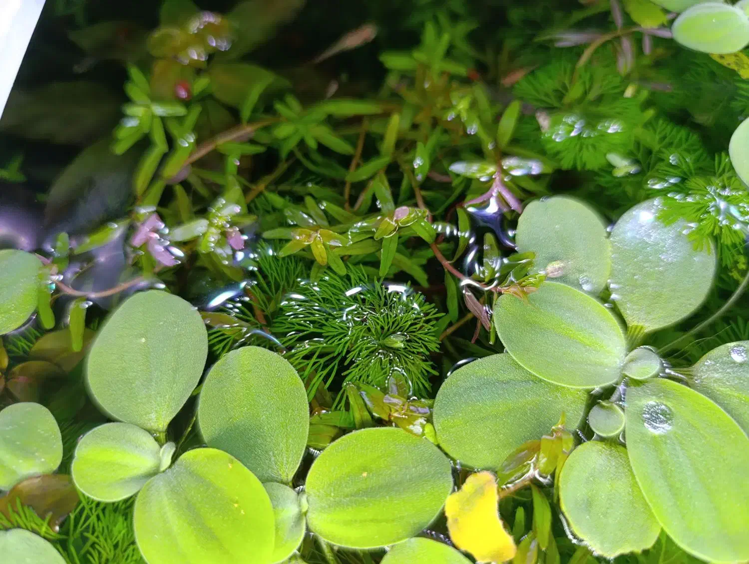 فروش گیاه و گوپی آکواریومی|ماهی|شیراز, شیخ روزبهان|دیوار